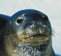 Monachus